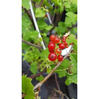 Ribes rubrum 'London Market' / Groseillier Ã  grappes 'London Market'