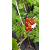 Ribes rubrum 'London Market' / Groseillier Ã  grappes 'London Market'