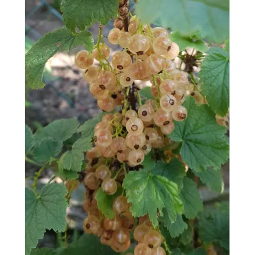 Ribes rubrum 'Cerise Blanche' / Groseillier Ã  grappes 'Cerise Blanche'