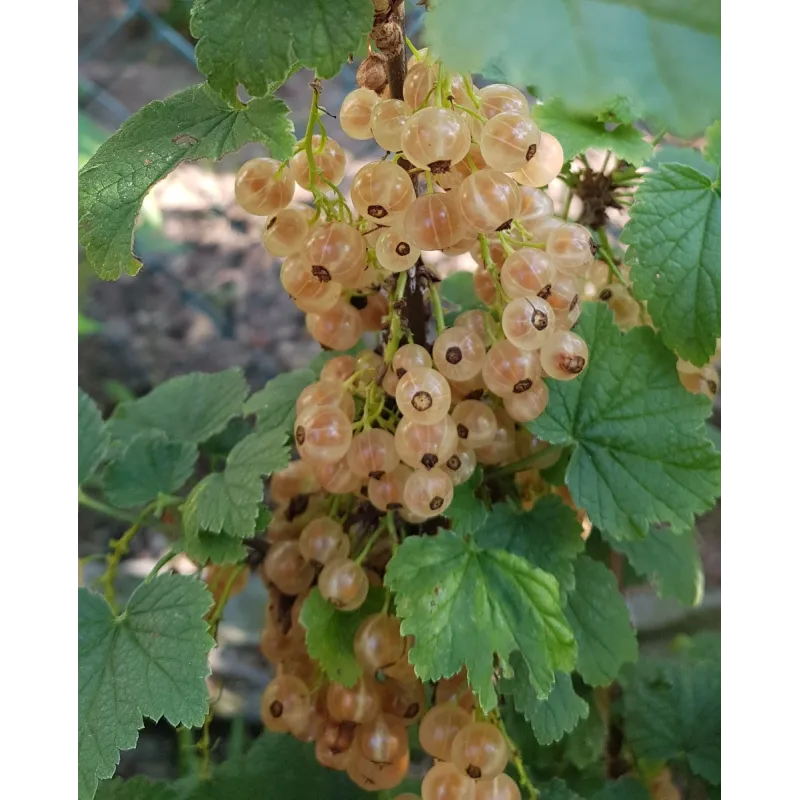 Ribes rubrum 'Cerise Blanche' / Groseillier Ã  grappes 'Cerise Blanche'