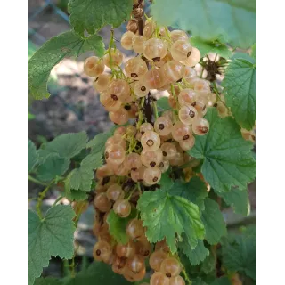 Ribes rubrum 'Cerise Blanche' / Groseillier Ã  grappes 'Cerise Blanche'