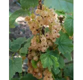 Ribes rubrum 'Cerise Blanche' / Groseillier Ã  grappes 'Cerise Blanche'