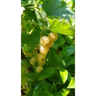 Ribes rubrum 'Versaillaise Blanche' / Groseillier Ã  grappes 'Versaillaise Blanche'