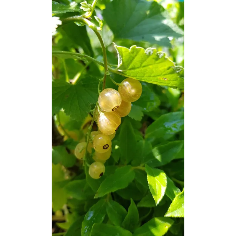 Ribes rubrum 'Versaillaise Blanche' / Groseillier Ã  grappes 'Versaillaise Blanche'