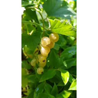 Ribes rubrum 'Versaillaise Blanche' / Groseillier Ã  grappes 'Versaillaise Blanche'