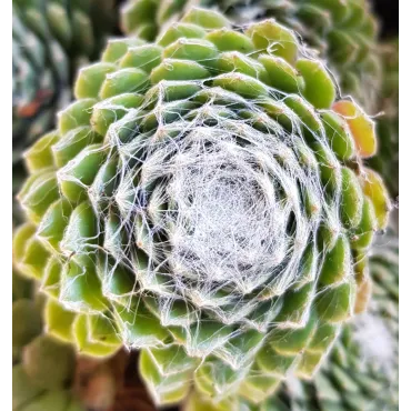 Sempervivum chick charms Â® 'Cotton candy' / joubarbe Ã  rosette vert et blanc au centre