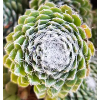 Sempervivum chick charms Â® 'Cotton candy' / joubarbe Ã  rosette vert et blanc au centre