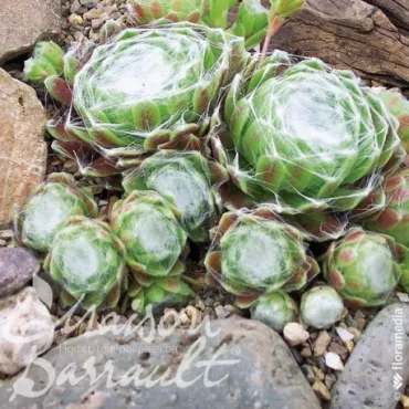 Sempervivum x tomentosa / Joubarbe arachnoideum