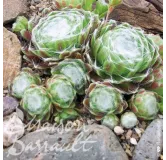 Sempervivum x tomentosa / Joubarbe arachnoideum