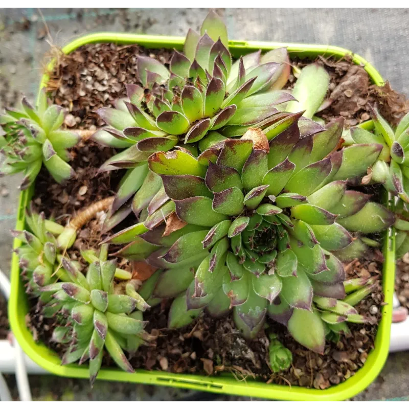 Sempervivum 'Black Top' / Joubarbe Ã  rosette verte Ã  pointes pourpres