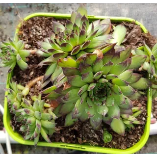 Sempervivum 'Black Top' / Joubarbe Ã  rosette verte Ã  pointes pourpres