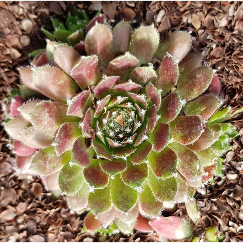 Sempervivum 'Cassiopea' / Joubarbe Ã  rosette verte et violines