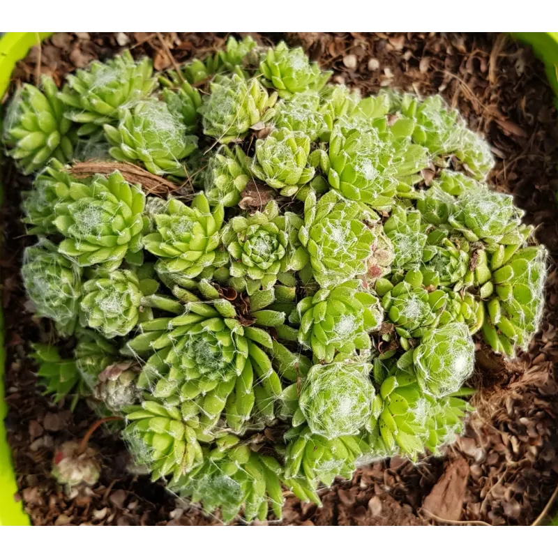 Sempervivum 'Sirius' / Joubarbe Ã  rosette verte et coeur blanc