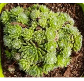 Sempervivum 'Sirius' / Joubarbe Ã  rosette verte et coeur blanc