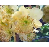 Actinidia deliciosa 'Tomuri' / Kiwi 'Tomuri' (MÃ¢le)