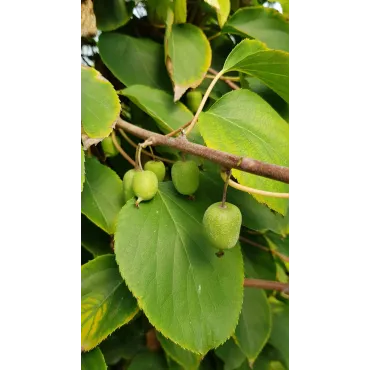 Actinidia arguta 'IssaÃ¯'/ KiwaÃ¯ 'IssaÃ¯' (Autofertile)