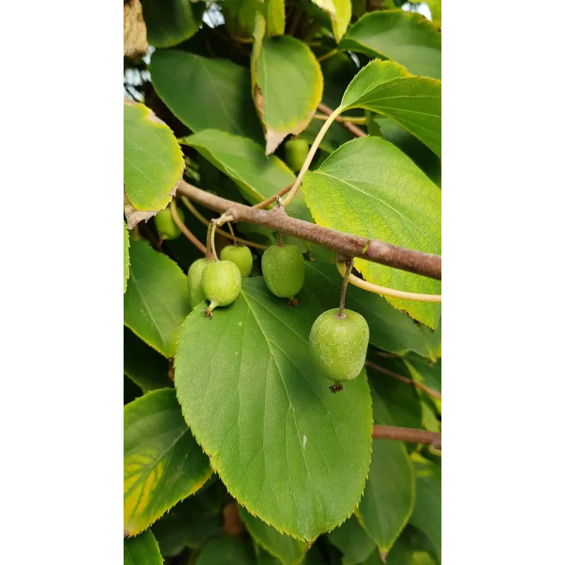 Actinidia arguta 'IssaÃ¯'/ KiwaÃ¯ 'IssaÃ¯' (Autofertile)