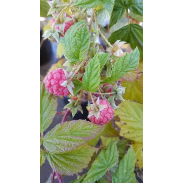 Rubus idaeus 'Versailles' / Framboisier 'Versailles' (Remontant)