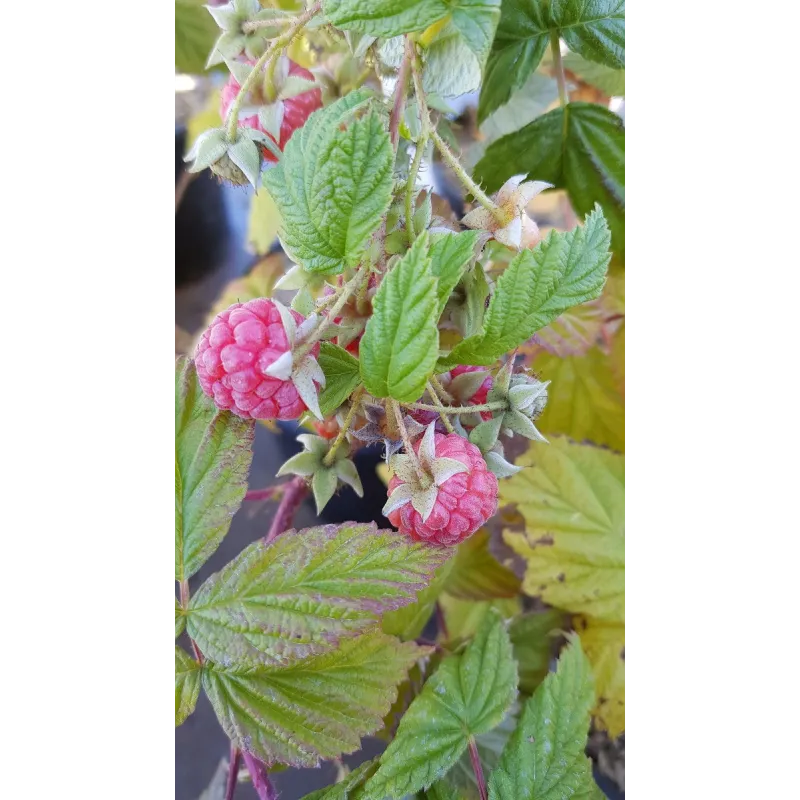 Rubus idaeus 'Versailles' / Framboisier 'Versailles' (Remontant)