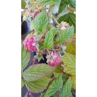 Rubus idaeus 'Versailles' / Framboisier 'Versailles' (Remontant)