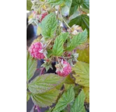 Rubus idaeus 'Versailles' / Framboisier 'Versailles' (Remontant)