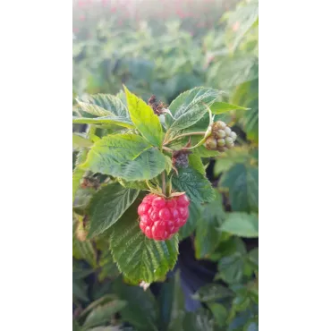 Rubus idaeus LOWBERRYÂ® 'Little Sweet Sister'/ Framboisier LOWBERRYÂ® 'Little Sweet Sister' (Remontant)