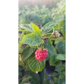 Rubus idaeus LOWBERRYÂ® 'Little Sweet Sister'/ Framboisier LOWBERRYÂ® 'Little Sweet Sister' (Remontant)