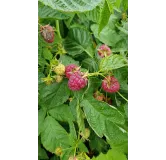 Rubus idaeus 'Heritage' / Framboisier 'Heritage' (Remontant)