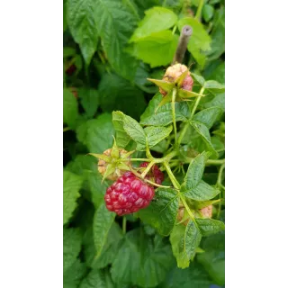 Rubus idaeus 'Tulameen' / Framboisier 'Tulameen' (Non remontant)