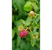 Rubus idaeus 'Tulameen' / Framboisier 'Tulameen' (Non remontant)