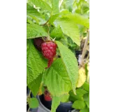 Rubus idaeus 'Zeva' / Framboisier 'Zeva' (Remontant)