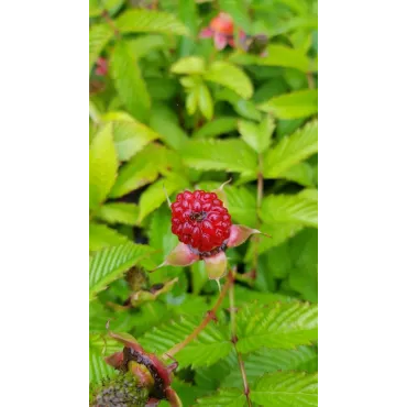 Rubus illecebrosus / Framboisier fraise (Non remontant)