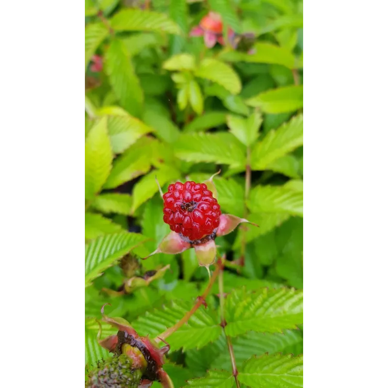 Rubus illecebrosus / Framboisier fraise (Non remontant)