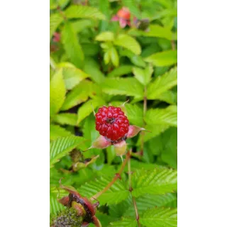 Rubus illecebrosus / Framboisier fraise (Non remontant)