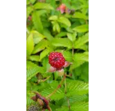 Rubus illecebrosus / Framboisier fraise (Non remontant)