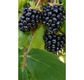 Rubus fruticosus 'Triple Crown' / Murier 'Triple Crown' (Sans Ã©pine)