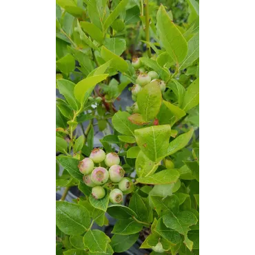 Vaccinium corymbosum 'Ivanhoe' / Myrtillier 'Ivanhoe'