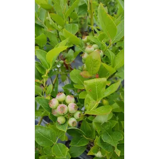 Vaccinium corymbosum 'Ivanhoe' / Myrtillier 'Ivanhoe'