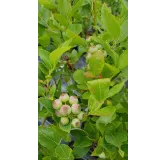 Vaccinium corymbosum 'Ivanhoe' / Myrtillier 'Ivanhoe'