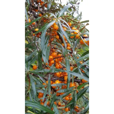 Hippophae rhamnoides 'Friesdorfer Orange' / Argousier autofertile