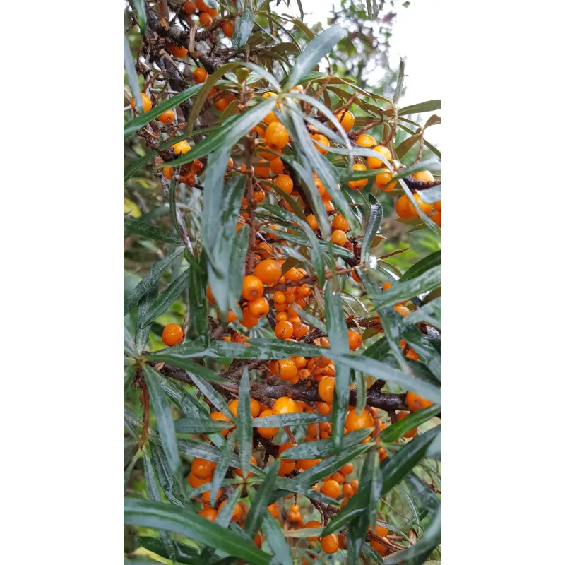 Hippophae rhamnoides 'Friesdorfer Orange' / Argousier autofertile