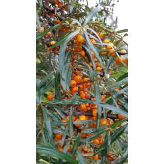 Hippophae rhamnoides 'Friesdorfer Orange' / Argousier autofertile