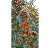 Hippophae rhamnoides 'Friesdorfer Orange' / Argousier autofertile