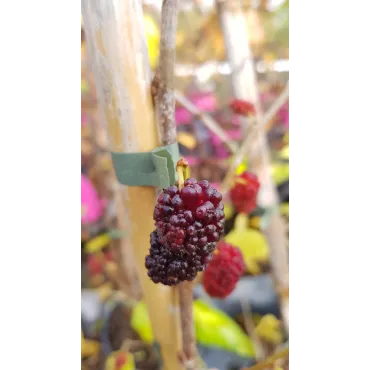 Morus rotundiloba MOJO BERRYÂ® 'Matsunaga' / MÃ»rier Ã  lobes ronds MOJO BERRYÂ®