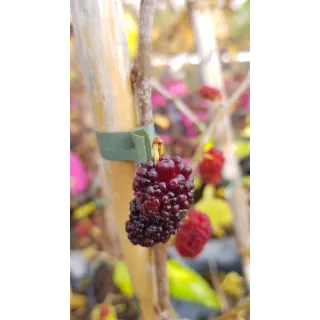 Morus rotundiloba MOJO BERRYÂ® 'Matsunaga' / MÃ»rier Ã  lobes ronds MOJO BERRYÂ®