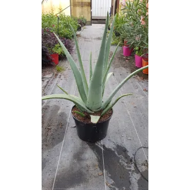 Aloe vera (In Vitro) / AloÃ¨s des barbades