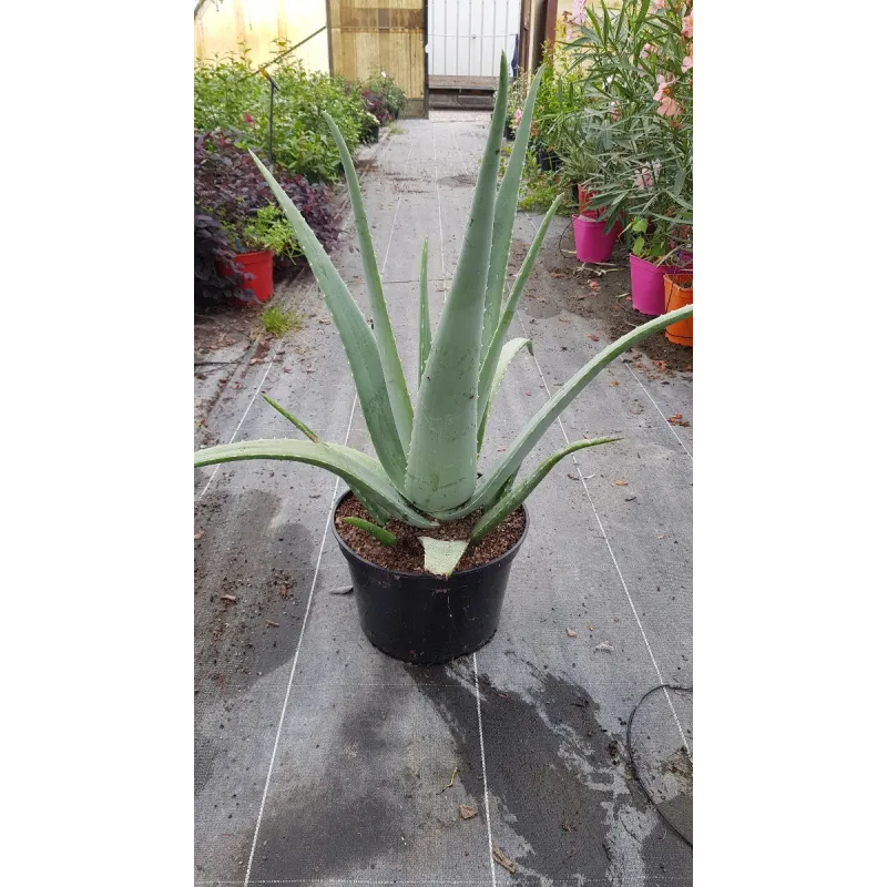 Aloe vera (In Vitro) / AloÃ¨s des barbades