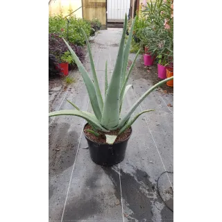 Aloe vera (In Vitro) / AloÃ¨s des barbades