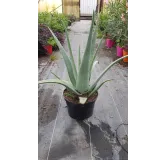 Aloe vera (In Vitro) / AloÃ¨s des barbades