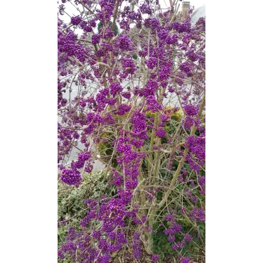 Callicarpa bodinieri 'Profusion' / Arbuste aux bonbons pourpre